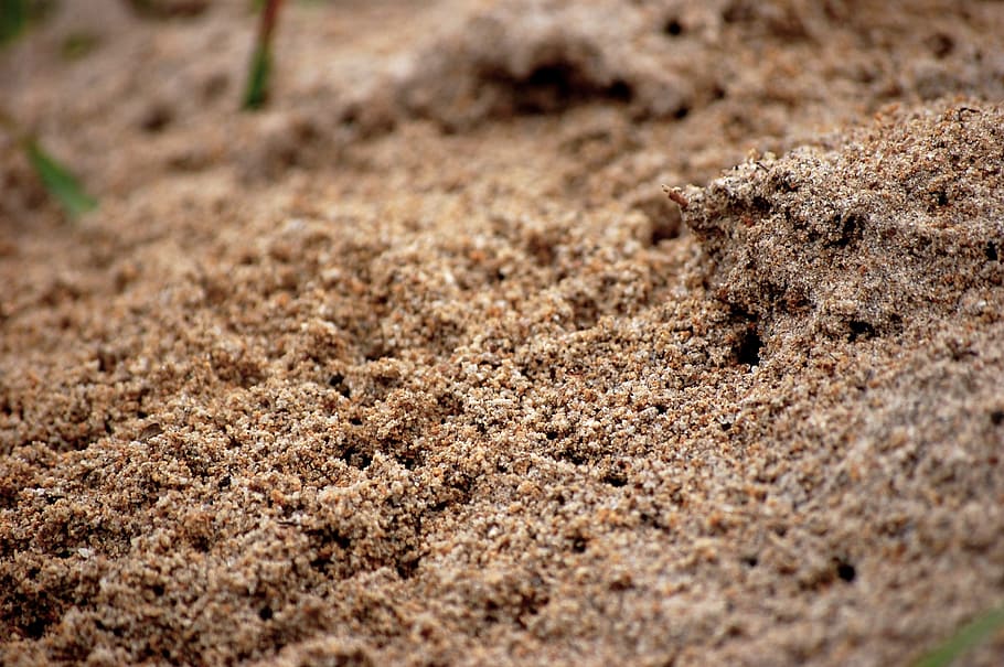 Ant, Insect, Nature, ants, ant pile, anthill, hole, sand, animal HD wallpaper