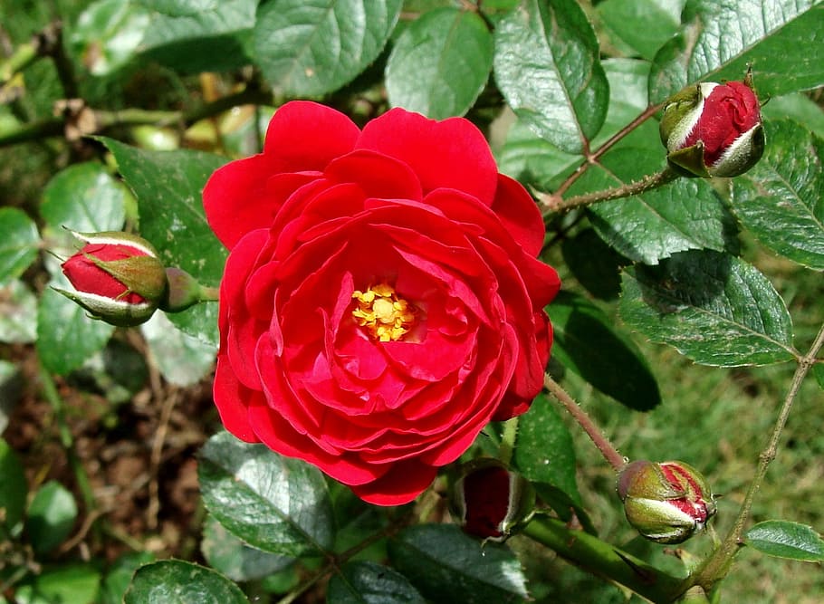 button rose, flower, bloom, red, india, garden, red rose, flowering plant HD wallpaper