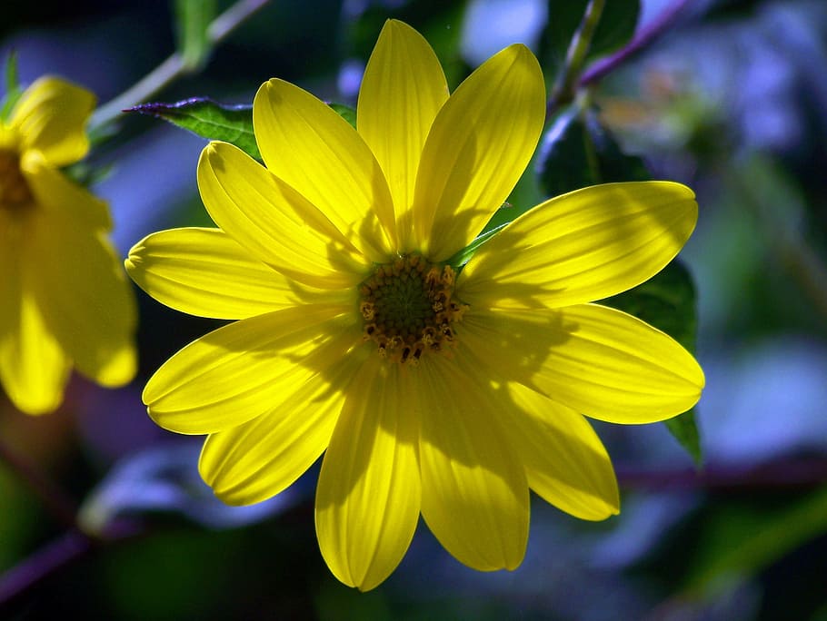 Flower, Petals, Sun, Yellow, summer, nature, floral, blossom HD wallpaper