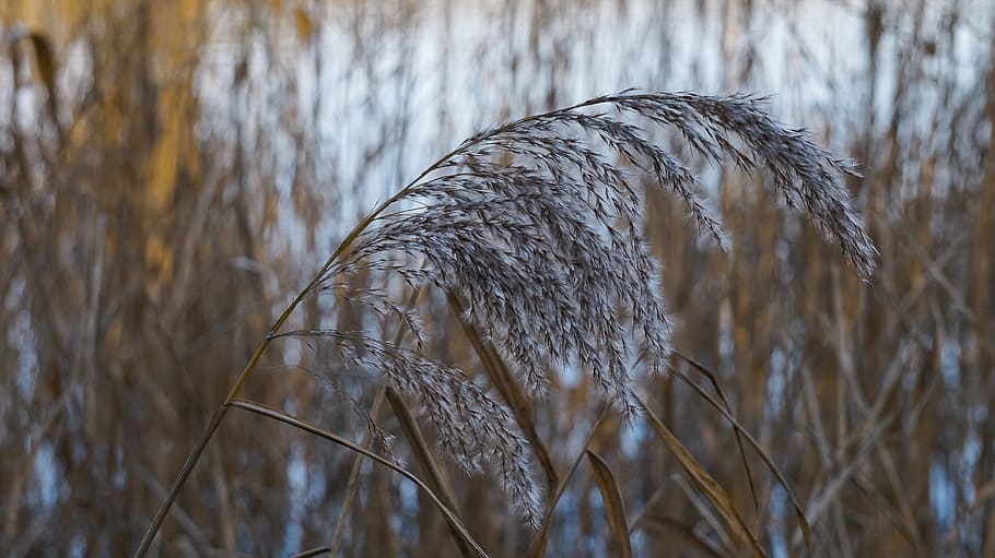 nature, winter, cold, reed, plant, growth, no people, close-up HD wallpaper