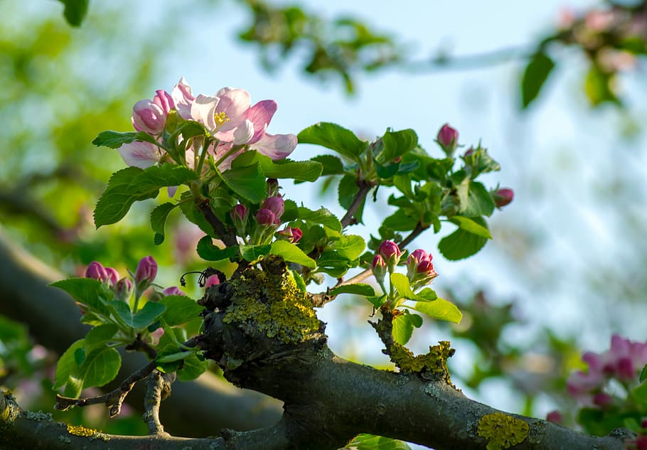 shallow focus photo of flowers on tree branch, nature, growth HD wallpaper