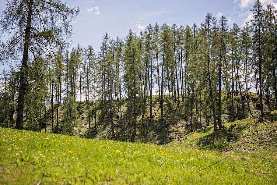 landscape, meadow, trees, green, nature, plant, forest, beauty in nature HD wallpaper