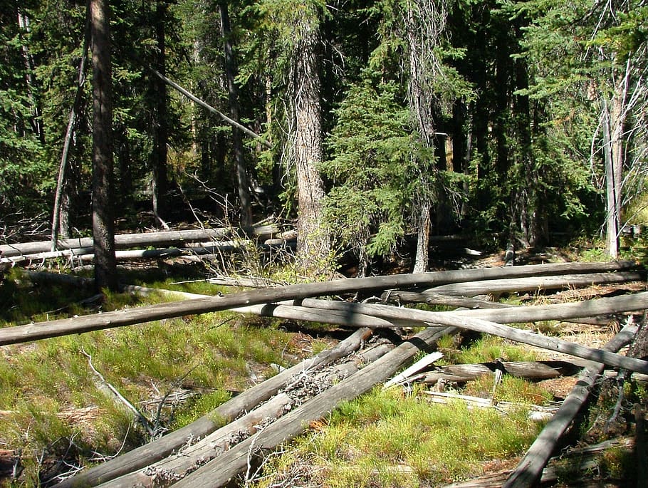 timber, trees, forest, fell, wood, lumber, plant, land, tranquility HD wallpaper