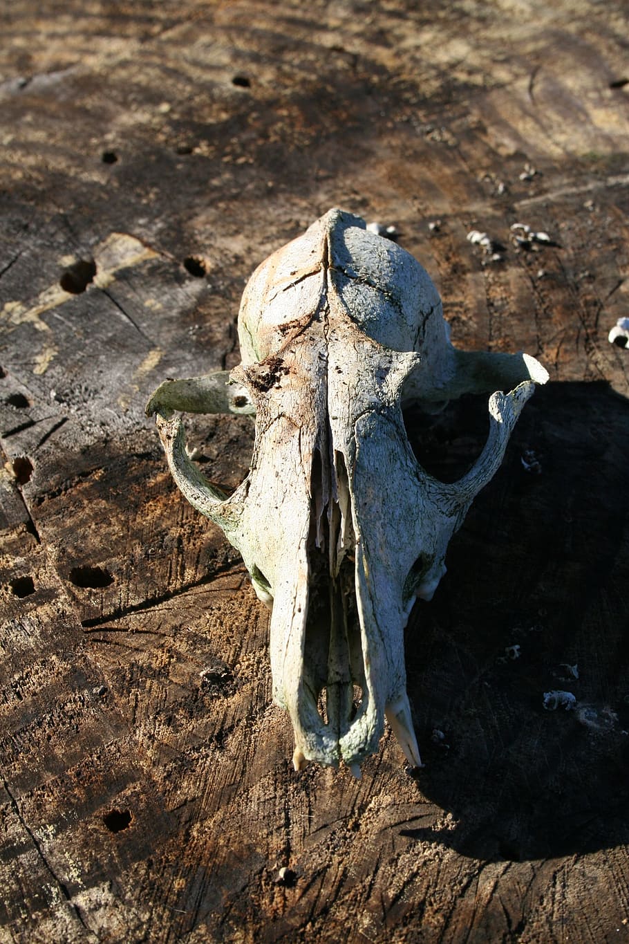 Skull, Fox, Nature, old, animal Skull, animal Bone, animal body part HD wallpaper