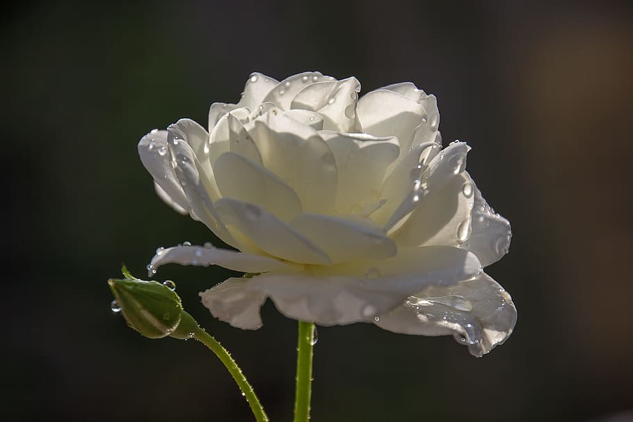 close-up photo of white rose flower, shrub rose, petal, fragility HD wallpaper
