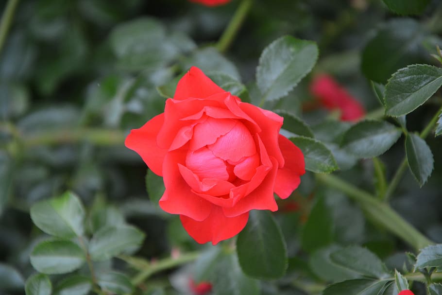 rose bud, pink, red, rosebush, bouquet, garden, flower, pink flower HD wallpaper