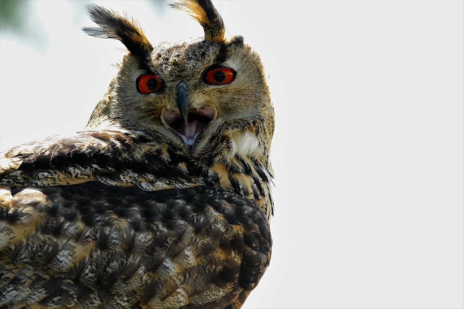 brown owl, eurasian eagle owl, bird, wildlife, prey, beak, raptor