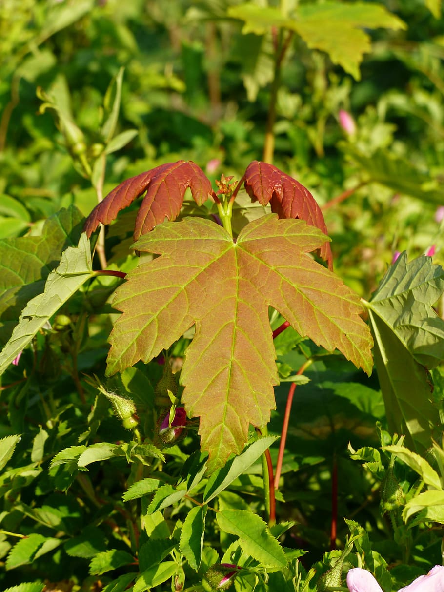 leaf, maple leaf, fall color, late summer, plant part, growth HD wallpaper