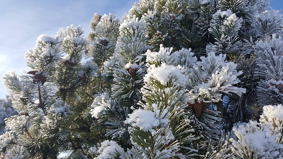 Winter, Tree, Cold, First Snow, christmas, forest, white, nature HD wallpaper