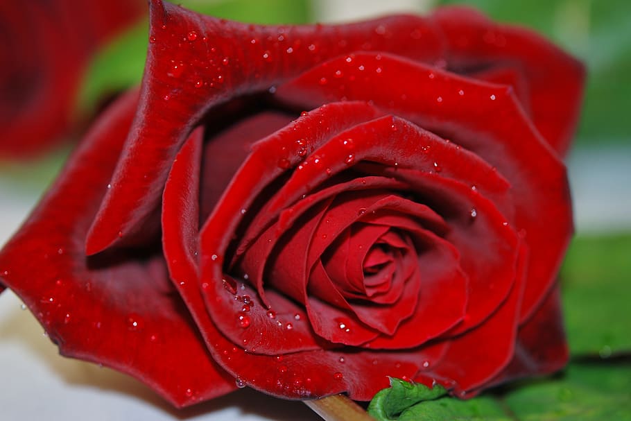 red rose in macro shot, flower, plant, bloom, nature, blossom