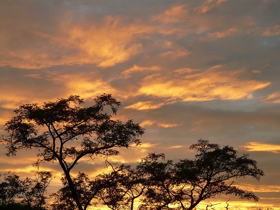 sunset, clouds, sky, caribbean, acacia, tree, plant, cloud - sky HD wallpaper
