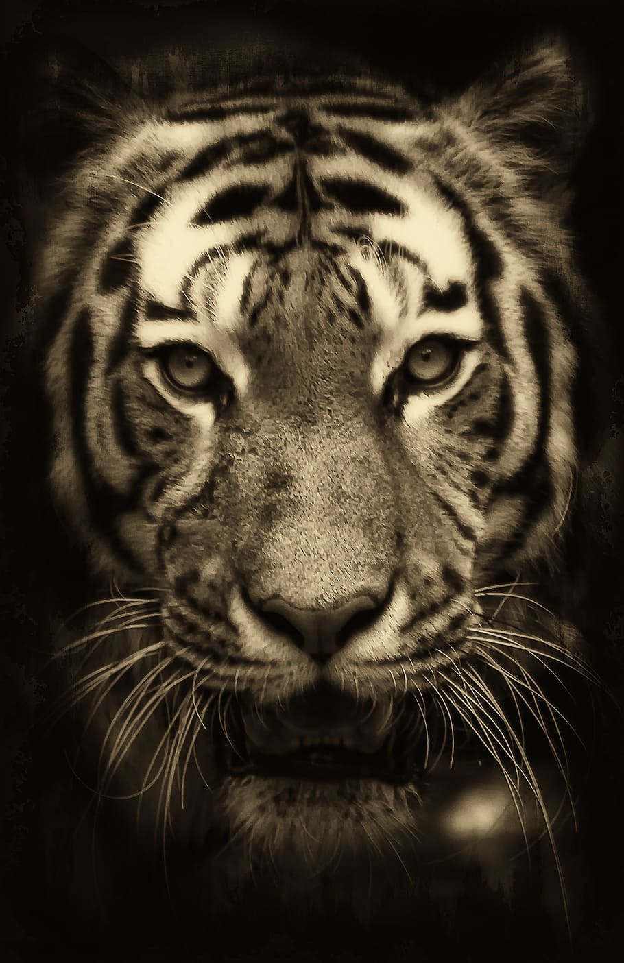 tiger, africa, purry, zoo, predator, wildlife, fur, animal portrait, HD wallpaper