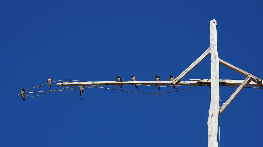 swallow, travel, rest, blue, sky, clear sky, architecture, copy space HD wallpaper