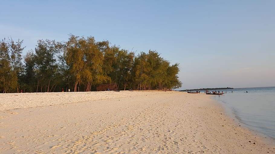 zanzibar, kendwa, beach, travel, tree, land, water, sand, plant