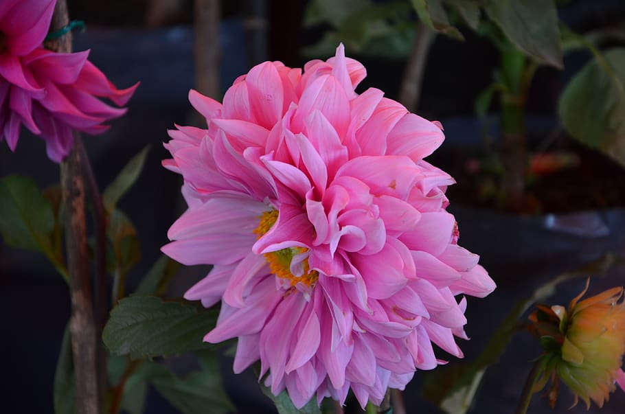 rosa, flower, spring, flowering plant, petal, beauty in nature HD wallpaper