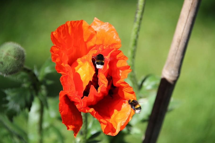 spring, blossom, bloom, poppy, bumblebees, flower, flowering plant HD wallpaper