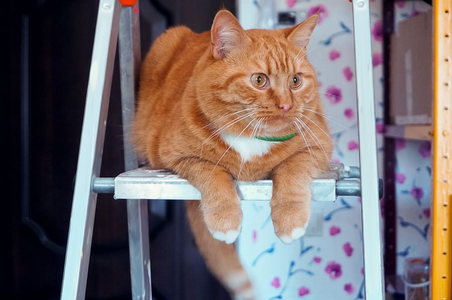 orange tabby cat on gray metal A-ladder, animals, cats, pets HD wallpaper