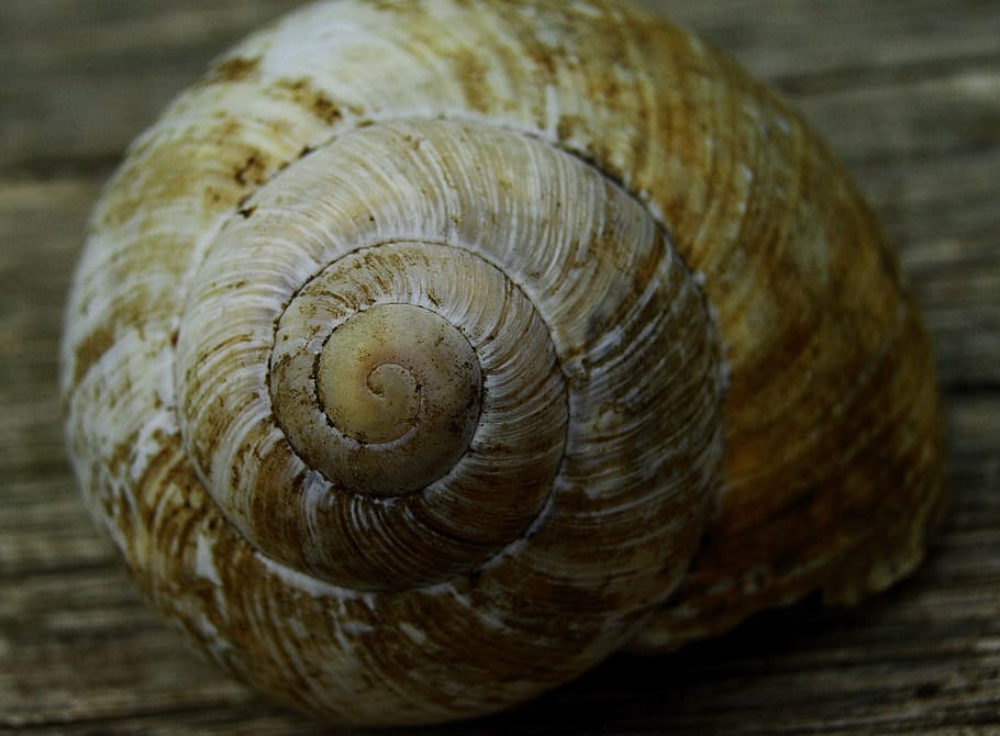 snail, spiral, macro, shell, animal wildlife, close-up, animal shell HD wallpaper