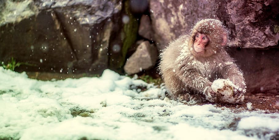 monkey picking up stone during snow time photo, japan, cute HD wallpaper
