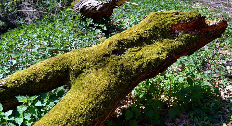 Log, Tree, Tribe, Rot, Lazy, green, die off, moss, like, bark HD wallpaper