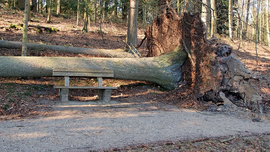 storm, tree, tree root, forest, land, plant, trunk, tree trunk HD wallpaper
