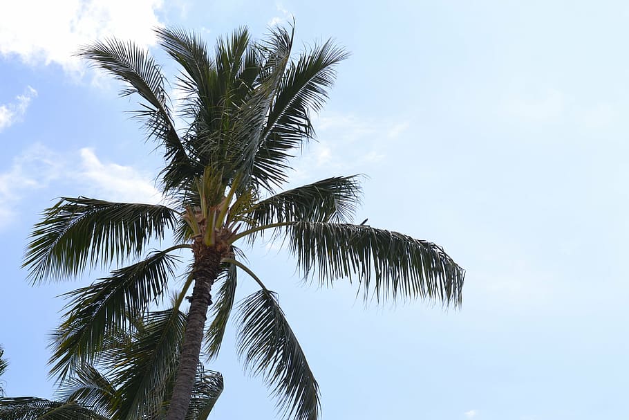 palm tree, sky, clouds, hawaii, beach, blue, travel, tropical HD wallpaper
