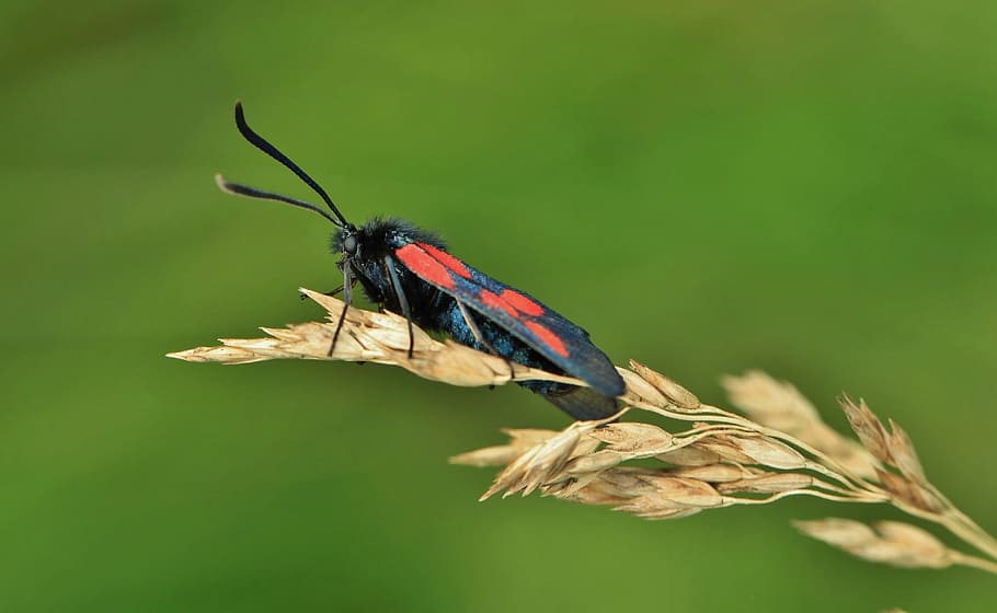 insect, nature, macro, beetle, animals, fauna, close, grass green HD wallpaper