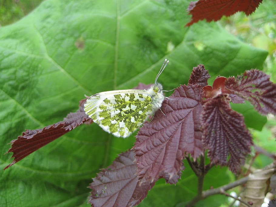 motte, spring, butterfly, leaf, plant part, growth, green color HD wallpaper
