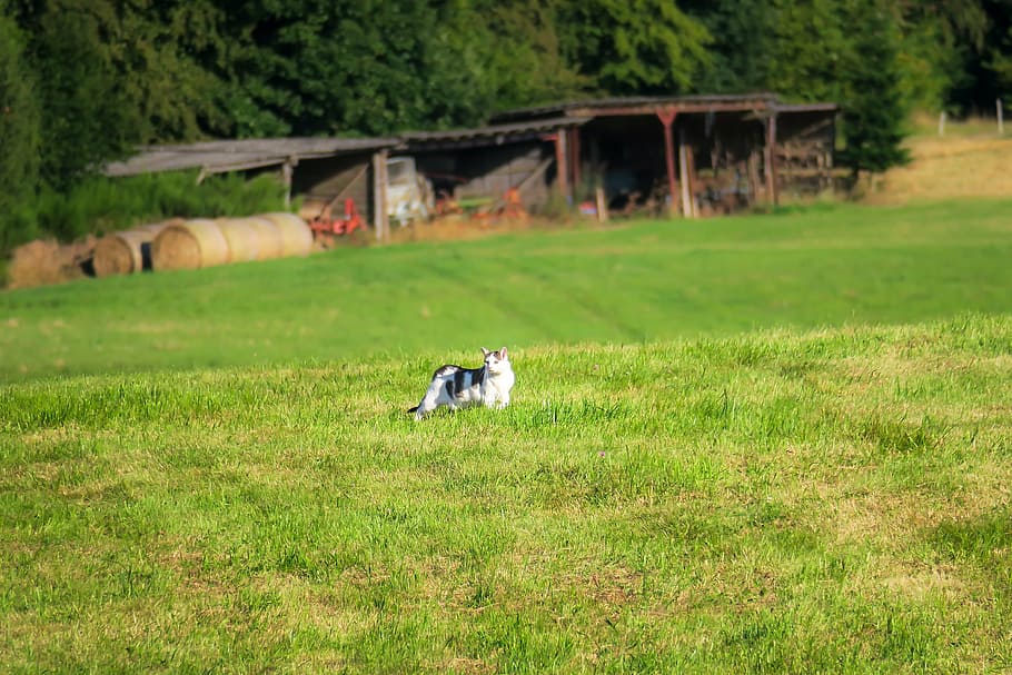 cat, meadow, scale, stray, roam, sneak, look, watch, plant HD wallpaper