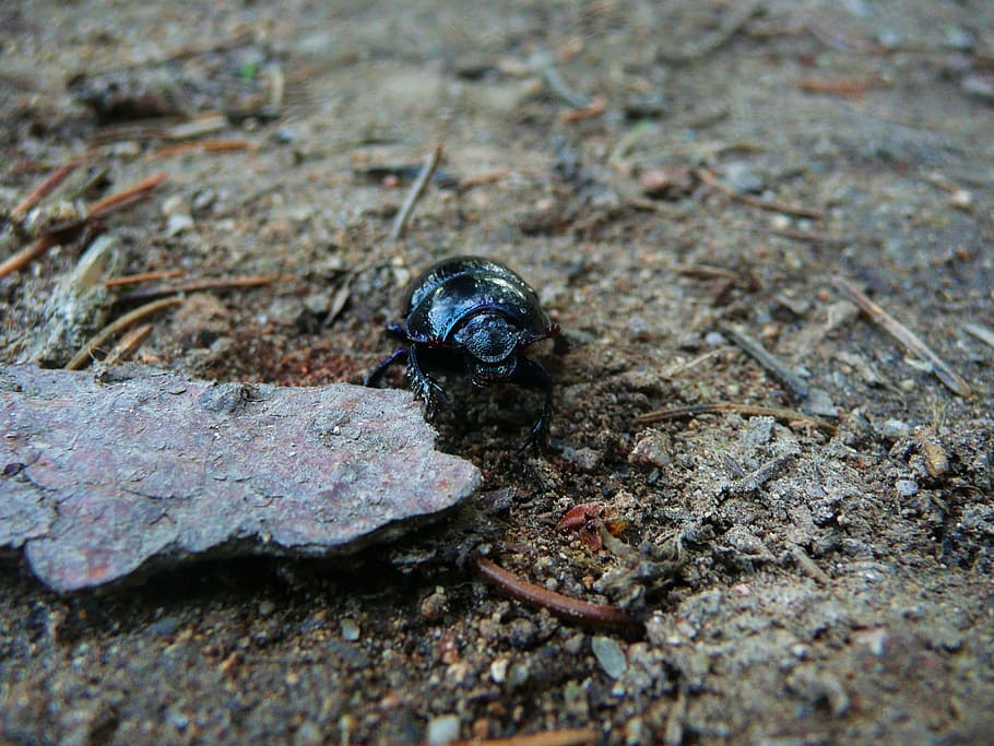 earth-boring dung beetles, insect, wildlife, bug, biology, entomology, HD wallpaper