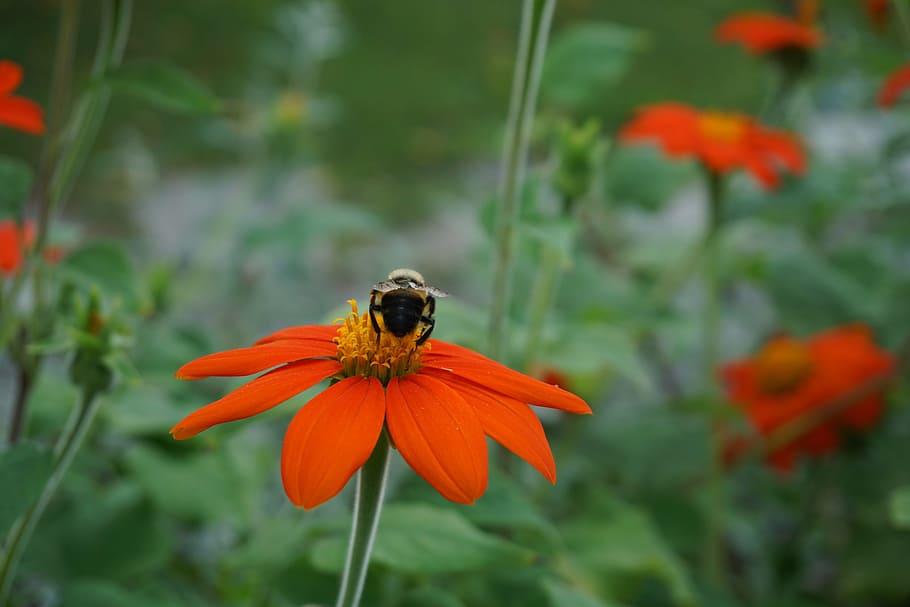 bee, flower, nature, spring, summer, insect, blossom, natural HD wallpaper