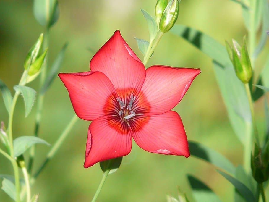 light red, red lein, blossom, bloom, flower, translucent, pink HD wallpaper