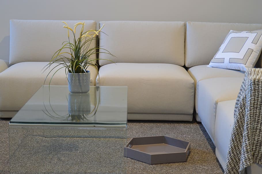 potted green spider plant centerpiece on clear glass coffee table HD wallpaper