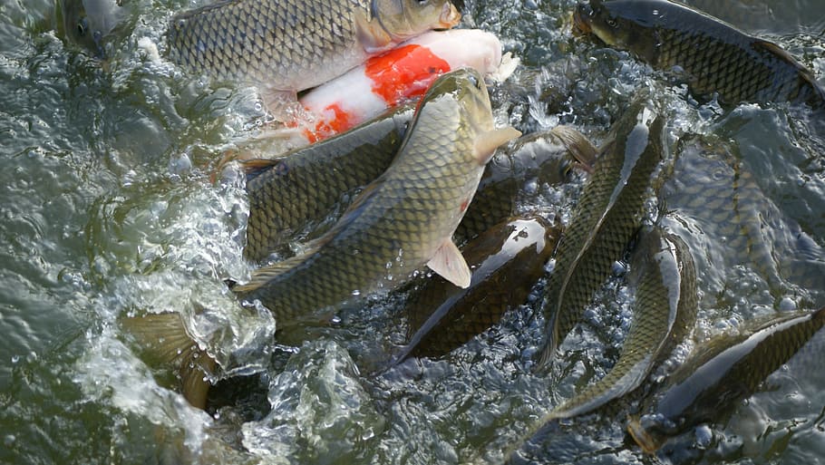 fish, carp, pond, vertebrate, animal, seafood, food and drink HD wallpaper