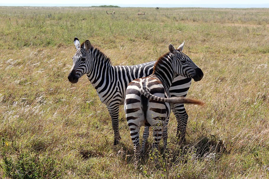 Zebras in the game Reserve in Nairobi, Kenya, animals, photos, HD wallpaper