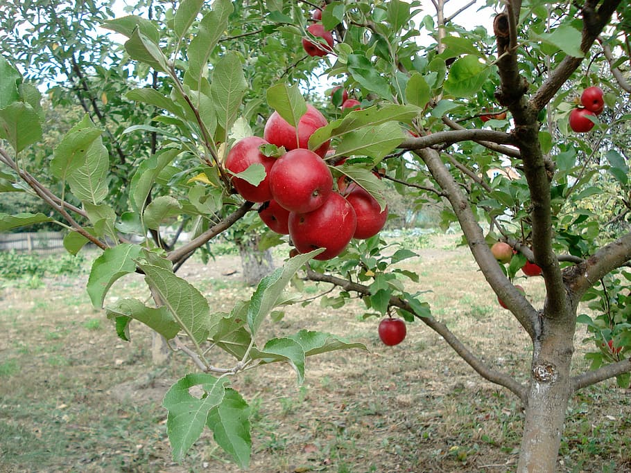 Red, Apple, Apple Tree, Orchard, fruit, food and drink, growth HD wallpaper