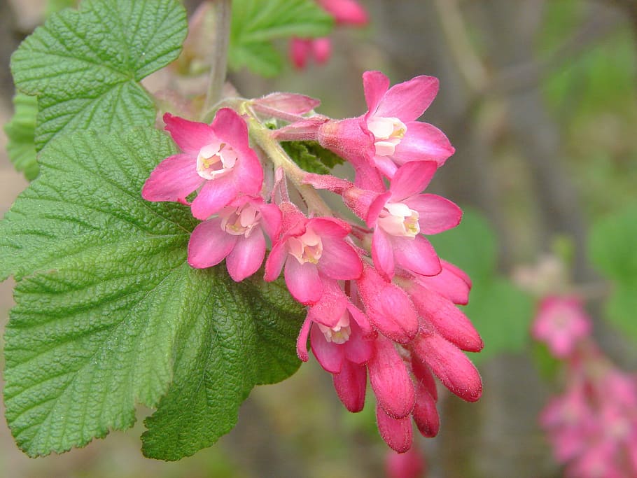 blossom, bloom, bud, flower, plant, summer, close, flowering plant HD wallpaper