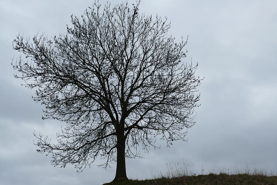 Impressions, Tree, Cloud Cover, autumn, time of year, bare tree HD wallpaper