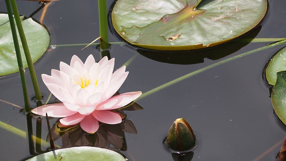 pink water lily on water, lotus flower, lily pad, lake, leaf