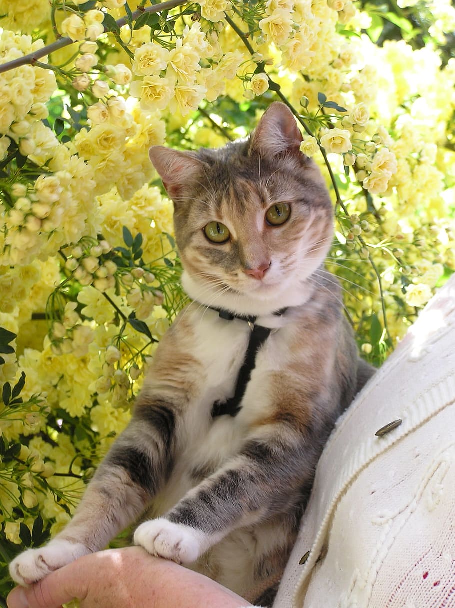 Cat, Roses, near, domestic cat, feline, sitting, pets, animal themes HD wallpaper