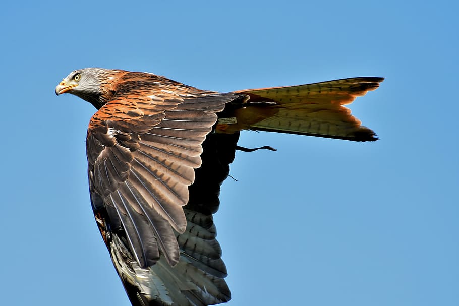 bald eagle flying under blue sky, red kite, milvus milvus, animal world, HD wallpaper