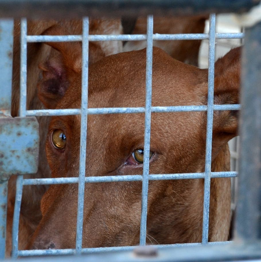 cruelty to animals, dog, animal welfare, sad, fence, dog look, HD wallpaper