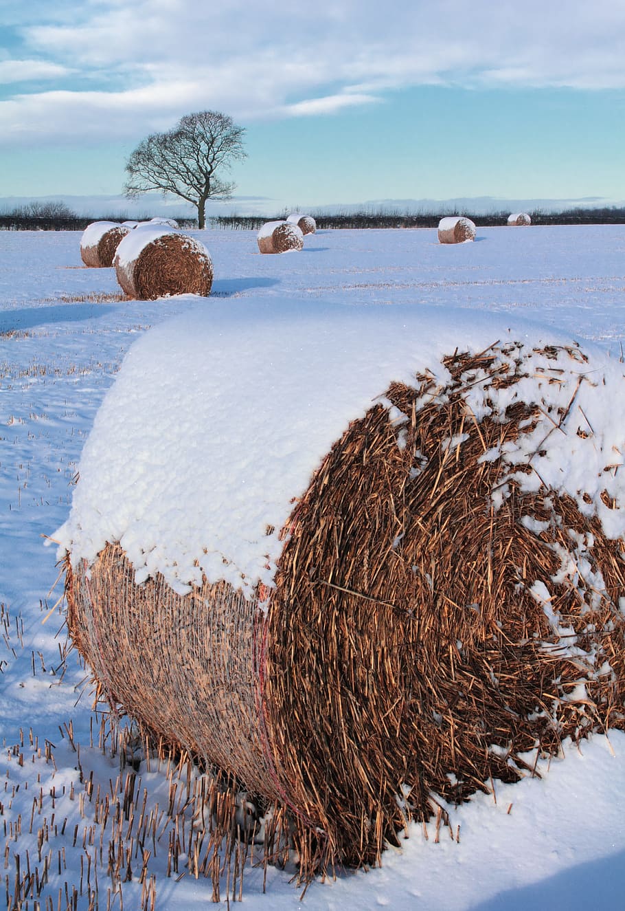Hay, Bale, Straw, Agriculture, Field, farm, rural, country, HD wallpaper