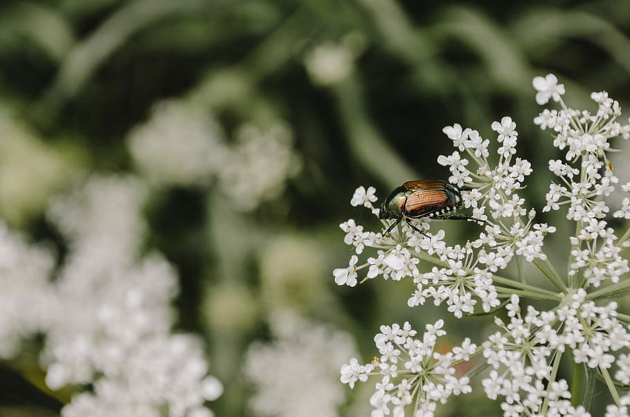 brown insect perched on white petaled flower, brown and black crawling insect perched on white petaled flower HD wallpaper