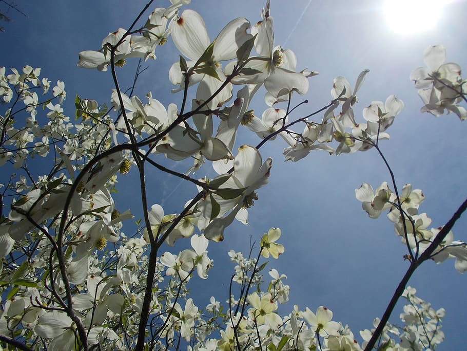 sun, tree, nature, spring, outdoor, bright, sky, sunlight, natural HD wallpaper