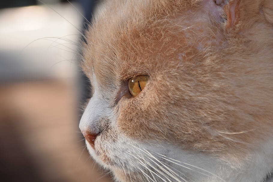 cat, head, cat face, close, domestic cat, view, cat's eyes HD wallpaper