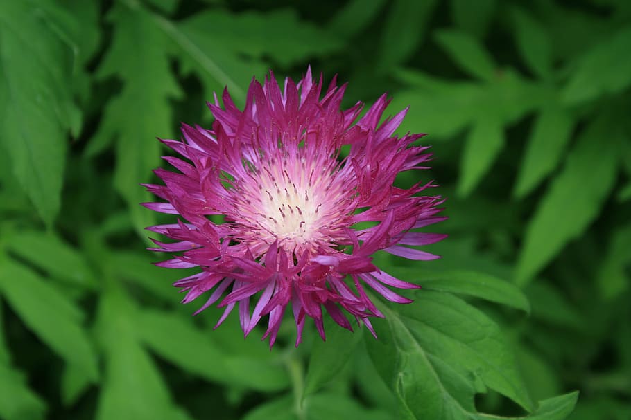 flower, close, flowers, flowering plant, freshness, beauty in nature HD wallpaper
