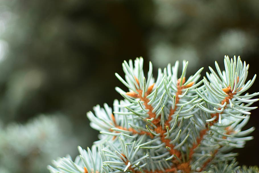 focused photo of a green leafed plant, green and orange leafed plant HD wallpaper