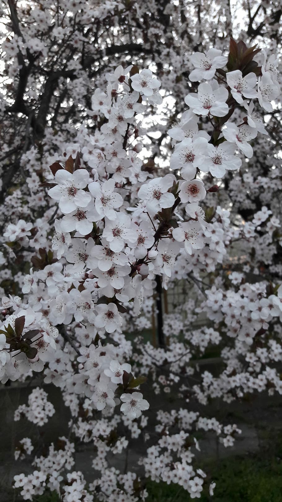 plant, flower, wood, cherry, flowering plant, fragility, vulnerability HD wallpaper