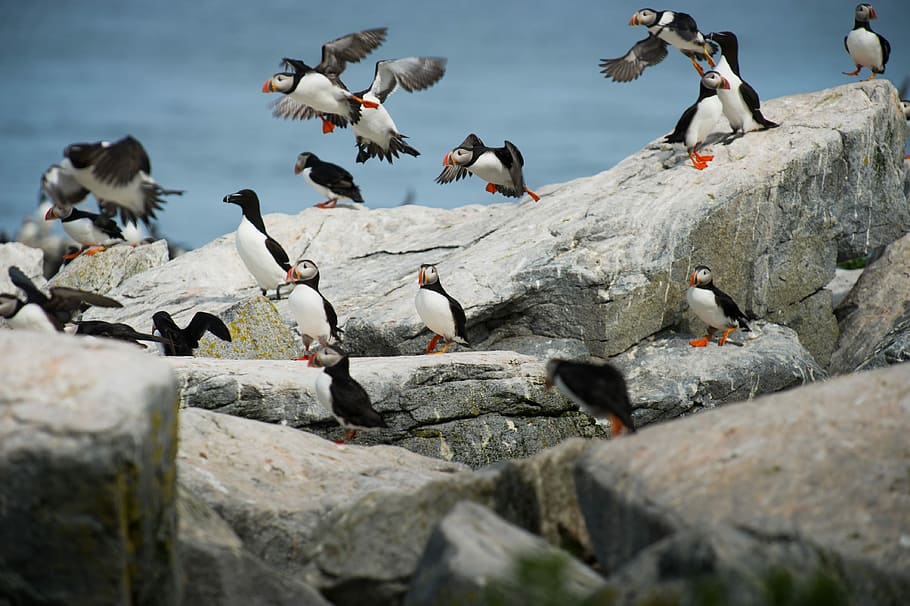 black-and-white birds on grey rocks, flock of bird on rocks, stone HD wallpaper